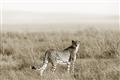 Picture of Spotted in the Savanna  _GroupedProduct_Rectangle_Landscape_Photography _GroupedProduct_Rectangle_Landscape_Unframed_Print_Only_