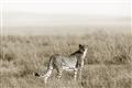 Picture of Spotted in the Savanna  _GroupedProduct_Rectangle_Landscape_Photography _GroupedProduct_Rectangle_Landscape_Unframed_Print_Only_