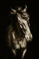 Picture of Stallion _GroupedProduct_Rectangle_Portrait_Photography _GroupedProduct_Rectangle_Portrait_Unframed_Print_Only_