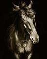 Picture of Stallion _GroupedProduct_Rectangle_Portrait_Photography _GroupedProduct_Rectangle_Portrait_Unframed_Print_Only_