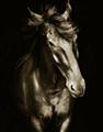 Picture of Stallion _GroupedProduct_Rectangle_Portrait_Photography _GroupedProduct_Rectangle_Portrait_Unframed_Print_Only_