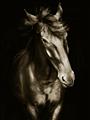 Picture of Stallion _GroupedProduct_Rectangle_Portrait_Photography _GroupedProduct_Rectangle_Portrait_Unframed_Print_Only_