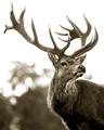 Picture of The Winter Deer _GroupedProduct_Rectangle_Portrait_Photography _GroupedProduct_Rectangle_Portrait_Unframed_Print_Only_