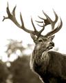 Picture of The Winter Deer _GroupedProduct_Rectangle_Portrait_Photography _GroupedProduct_Rectangle_Portrait_Unframed_Print_Only_