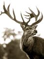 Picture of The Winter Deer _GroupedProduct_Rectangle_Portrait_Photography _GroupedProduct_Rectangle_Portrait_Unframed_Print_Only_