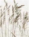 Picture of Wheat in the Wind  _GroupedProduct_Rectangle_Portrait_Photography _GroupedProduct_Rectangle_Portrait_Unframed_Print_Only_
