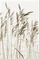 Picture of Wheat in the Wind  _GroupedProduct_Rectangle_Portrait_Photography _GroupedProduct_Rectangle_Portrait_Unframed_Print_Only_