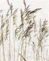 Picture of Wheat in the Wind  _GroupedProduct_Rectangle_Portrait_Photography _GroupedProduct_Rectangle_Portrait_Unframed_Print_Only_