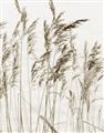 Picture of Wheat in the Wind  _GroupedProduct_Rectangle_Portrait_Photography _GroupedProduct_Rectangle_Portrait_Unframed_Print_Only_