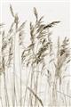 Picture of Wheat in the Wind  _GroupedProduct_Rectangle_Portrait_Photography _GroupedProduct_Rectangle_Portrait_Unframed_Print_Only_