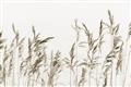 Picture of Wheat in the Wind II _GroupedProduct_Rectangle_Landscape_Photography _GroupedProduct_Rectangle_Landscape_Unframed_Print_Only_