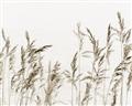 Picture of Wheat in the Wind II _GroupedProduct_Rectangle_Landscape_Photography _GroupedProduct_Rectangle_Landscape_Unframed_Print_Only_