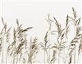 Picture of Wheat in the Wind II _GroupedProduct_Rectangle_Landscape_Photography _GroupedProduct_Rectangle_Landscape_Unframed_Print_Only_