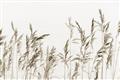 Picture of Wheat in the Wind II _GroupedProduct_Rectangle_Landscape_Photography _GroupedProduct_Rectangle_Landscape_Unframed_Print_Only_