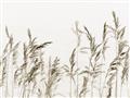 Picture of Wheat in the Wind II _GroupedProduct_Rectangle_Landscape_Photography _GroupedProduct_Rectangle_Landscape_Unframed_Print_Only_