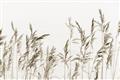 Picture of Wheat in the Wind II _GroupedProduct_Rectangle_Landscape_Photography _GroupedProduct_Rectangle_Landscape_Unframed_Print_Only_