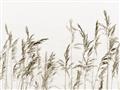 Picture of Wheat in the Wind II _GroupedProduct_Rectangle_Landscape_Photography _GroupedProduct_Rectangle_Landscape_Unframed_Print_Only_