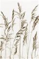 Picture of Wheat in the Wind III _GroupedProduct_Rectangle_Portrait_Photography _GroupedProduct_Rectangle_Portrait_Unframed_Print_Only_