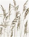 Picture of Wheat in the Wind III _GroupedProduct_Rectangle_Portrait_Photography _GroupedProduct_Rectangle_Portrait_Unframed_Print_Only_