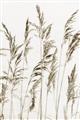 Picture of Wheat in the Wind III _GroupedProduct_Rectangle_Portrait_Photography _GroupedProduct_Rectangle_Portrait_Unframed_Print_Only_