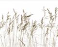 Picture of Wheat in the Wind IV _GroupedProduct_Rectangle_Landscape_Photography _GroupedProduct_Rectangle_Landscape_Unframed_Print_Only_