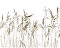 Picture of Wheat in the Wind IV _GroupedProduct_Rectangle_Landscape_Photography _GroupedProduct_Rectangle_Landscape_Unframed_Print_Only_