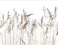 Picture of Wheat in the Wind IV _GroupedProduct_Rectangle_Landscape_Photography _GroupedProduct_Rectangle_Landscape_Unframed_Print_Only_