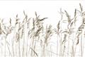 Picture of Wheat in the Wind IV _GroupedProduct_Rectangle_Landscape_Photography _GroupedProduct_Rectangle_Landscape_Unframed_Print_Only_