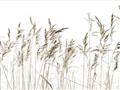 Picture of Wheat in the Wind IV _GroupedProduct_Rectangle_Landscape_Photography _GroupedProduct_Rectangle_Landscape_Unframed_Print_Only_