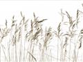 Picture of Wheat in the Wind IV _GroupedProduct_Rectangle_Landscape_Photography _GroupedProduct_Rectangle_Landscape_Unframed_Print_Only_