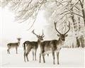 Picture of Winter Deers _GroupedProduct_Rectangle_Landscape_Photography _GroupedProduct_Rectangle_Landscape_Unframed_Print_Only_