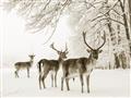Picture of Winter Deers _GroupedProduct_Rectangle_Landscape_Photography _GroupedProduct_Rectangle_Landscape_Unframed_Print_Only_