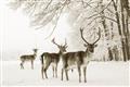 Picture of Winter Deers _GroupedProduct_Rectangle_Landscape_Photography _GroupedProduct_Rectangle_Landscape_Unframed_Print_Only_
