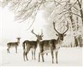 Picture of Winter Deers _GroupedProduct_Rectangle_Landscape_Photography _GroupedProduct_Rectangle_Landscape_Unframed_Print_Only_