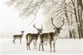 Picture of Winter Deers _GroupedProduct_Rectangle_Landscape_Photography _GroupedProduct_Rectangle_Landscape_Unframed_Print_Only_