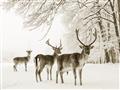Picture of Winter Deers _GroupedProduct_Rectangle_Landscape_Photography _GroupedProduct_Rectangle_Landscape_Unframed_Print_Only_