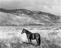 Picture of Lone Horse  _GroupedProduct_Rectangle_Landscape_Photography _GroupedProduct_Rectangle_Landscape_Unframed_Print_Only_