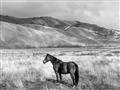 Picture of Lone Horse  _GroupedProduct_Rectangle_Landscape_Photography _GroupedProduct_Rectangle_Landscape_Unframed_Print_Only_