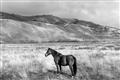 Picture of Lone Horse  _GroupedProduct_Rectangle_Landscape_Photography _GroupedProduct_Rectangle_Landscape_Unframed_Print_Only_