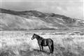 Picture of Lone Horse  _GroupedProduct_Rectangle_Landscape_Photography _GroupedProduct_Rectangle_Landscape_Unframed_Print_Only_
