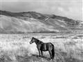 Picture of Lone Horse  _GroupedProduct_Rectangle_Landscape_Photography _GroupedProduct_Rectangle_Landscape_Unframed_Print_Only_