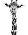 Picture of Long Neck II _GroupedProduct_Rectangle_Portrait_Photography _GroupedProduct_Rectangle_Portrait_Unframed_Print_Only_