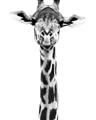 Picture of Long Neck II _GroupedProduct_Rectangle_Portrait_Photography _GroupedProduct_Rectangle_Portrait_Unframed_Print_Only_