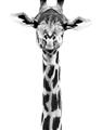 Picture of Long Neck II _GroupedProduct_Rectangle_Portrait_Photography _GroupedProduct_Rectangle_Portrait_Unframed_Print_Only_