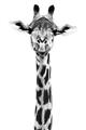 Picture of Long Neck II _GroupedProduct_Rectangle_Portrait_Photography _GroupedProduct_Rectangle_Portrait_Unframed_Print_Only_