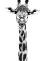 Picture of Long Neck II _GroupedProduct_Rectangle_Portrait_Photography _GroupedProduct_Rectangle_Portrait_Unframed_Print_Only_