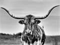 Picture of Longhorn Bull _GroupedProduct_Rectangle_Landscape_Photography _GroupedProduct_Rectangle_Landscape_Unframed_Print_Only_