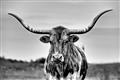 Picture of Longhorn Bull _GroupedProduct_Rectangle_Landscape_Photography _GroupedProduct_Rectangle_Landscape_Unframed_Print_Only_