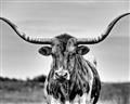 Picture of Longhorn Bull _GroupedProduct_Rectangle_Landscape_Photography _GroupedProduct_Rectangle_Landscape_Unframed_Print_Only_