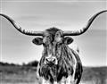 Picture of Longhorn Bull _GroupedProduct_Rectangle_Landscape_Photography _GroupedProduct_Rectangle_Landscape_Unframed_Print_Only_